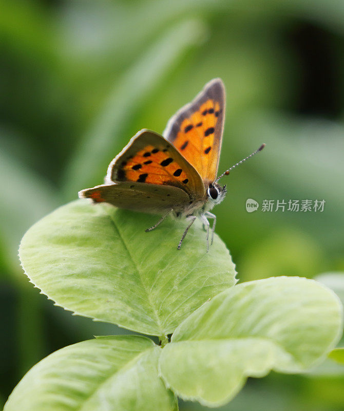 小铜蝶(Lycaena phlaeas)